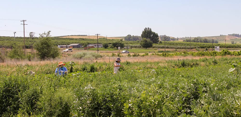 Two people tending a lush market-garden field with hills behind