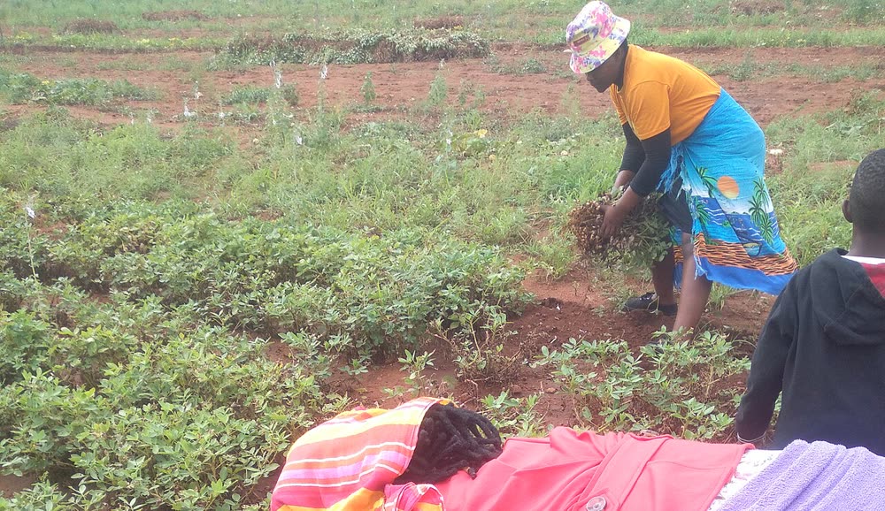 Harvesting groundnuts by hand in a field in southern Africa